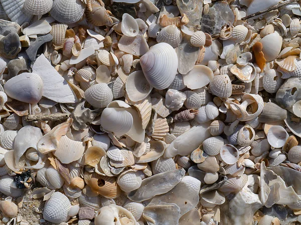 Muscheln Strand — Stockfoto