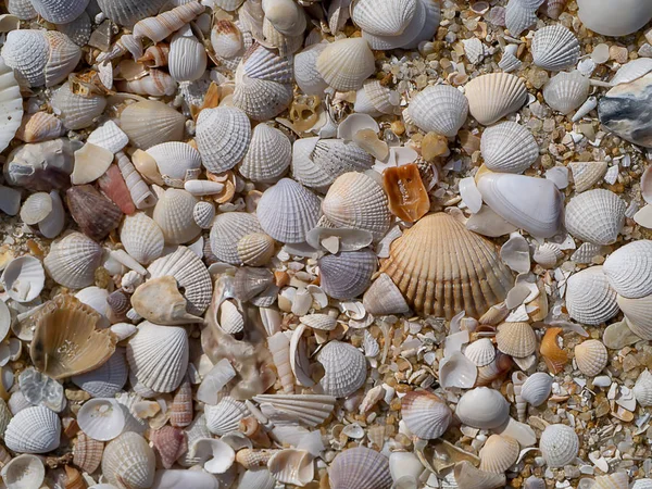 Schelpen Het Strand — Stockfoto