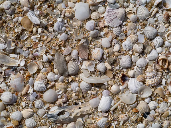 Conchiglie Sulla Spiaggia — Foto Stock