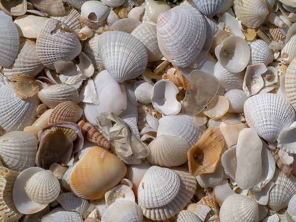 Conchas Praia — Fotografia de Stock