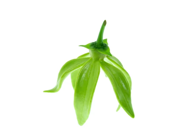 Duftende Blüten Des Klettern Ylang Ylang Ilang Ilang Manorangini Hara — Stockfoto