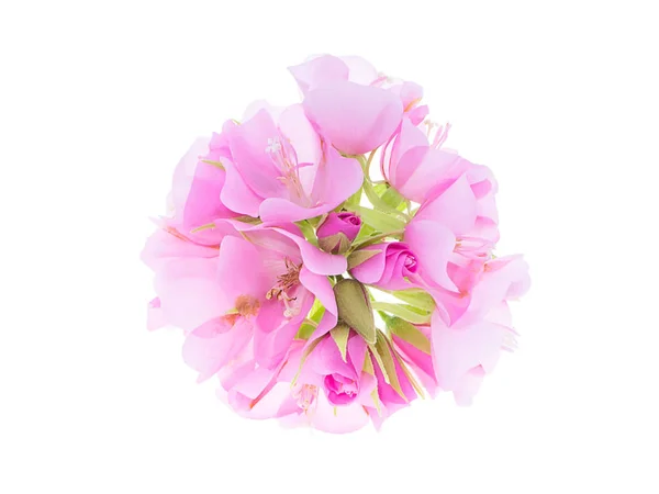 白い背景の上のピンクの Dombeya 花を閉じる — ストック写真