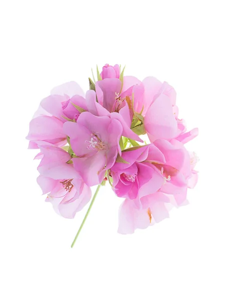 Gros Plan Fleur Dombeya Rose Sur Fond Blanc — Photo