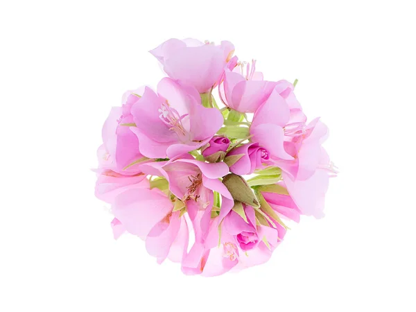 Закрыть Розовый Цветок Домбея Белом Фоне — стоковое фото