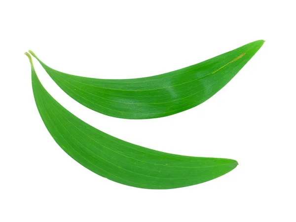 Nahaufnahme Blatt Der Ohrenblatt Akazienpflanze Auf Weißem Hintergrund Akazie Auriculiformis — Stockfoto