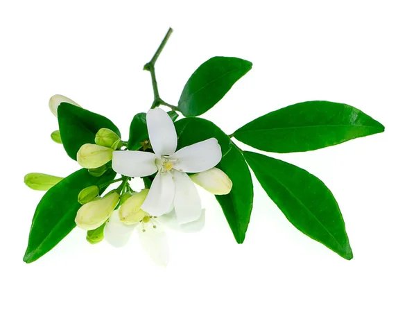 Jazmín Naranja Blanco Flor Caja China Murraya Paniculata Sobre Fondo —  Fotos de Stock