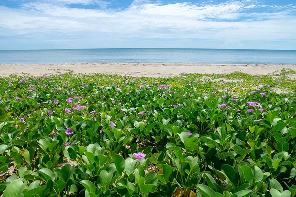 Green Goat\'s Foot Creeper plant (Ipomoea pes-caprae) on the beach with sky and clouds at Andaman sea, Thailand.