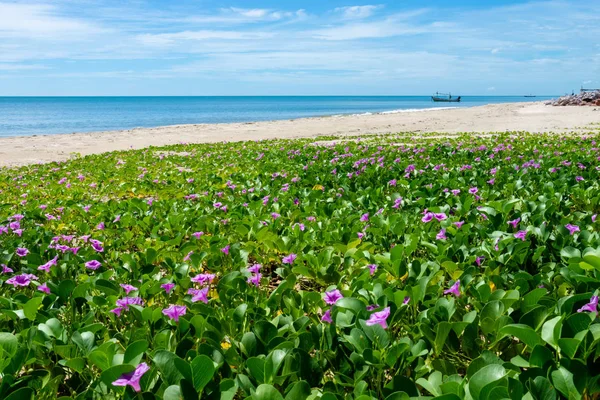 Green Geitenkaas Voet Klimplant Plant Ipomoea Klaverzuring Het Strand Met — Stockfoto