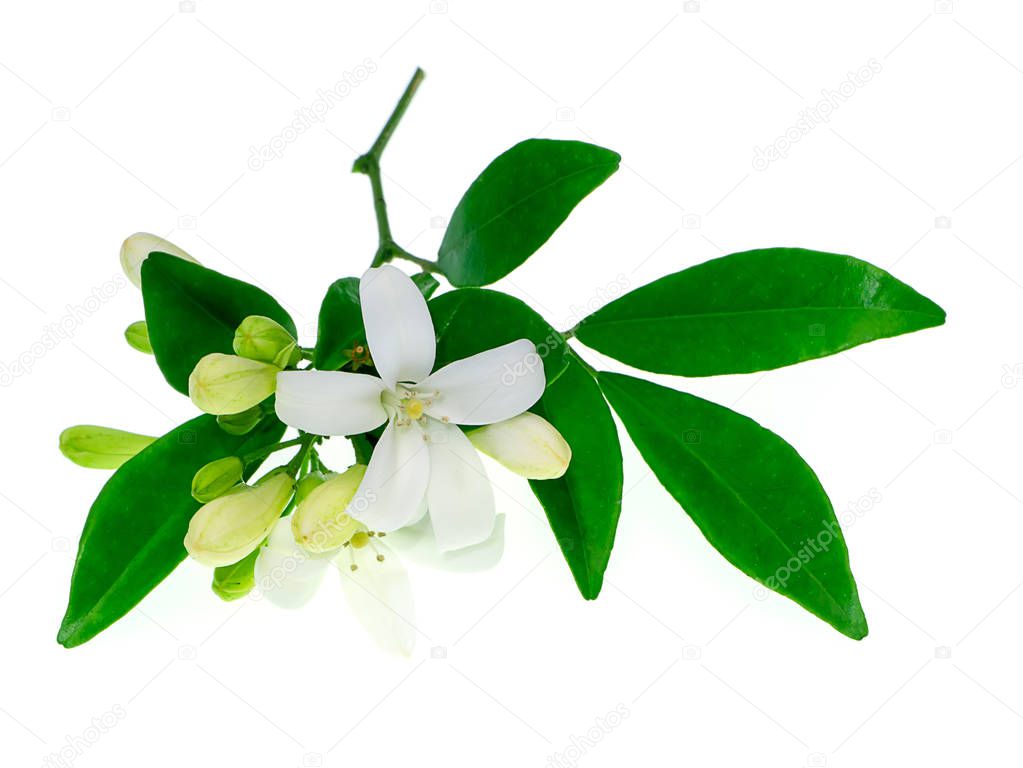 White Orange Jasmine or China Box flower (Murraya paniculata) on white background
