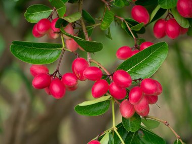 Karanda, Carunda veya İsa'nın diken meyve (Carissa carandas) ağaç üzerinde.