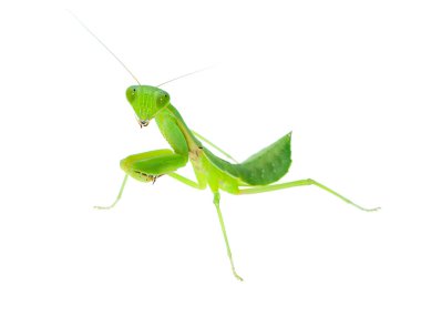Mantis kadar beyaz zemin üzerine (Tenodera sinensis kapatın)