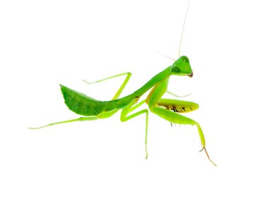 Mantis kadar beyaz zemin üzerine (Tenodera sinensis kapatın)