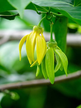 tırmanma ylang-ylang, ilang-ilang, manorangini, hara-champa veya kantali champa güzel kokulu çiçekler