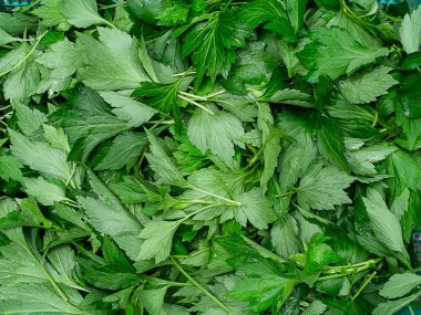 Beyaz pelin bitki (Artemisia lactiflora) arka plan