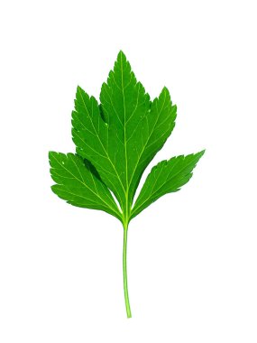 Beyaz arka plan üzerinde beyaz pelin bitki (Artemisia lactiflora)