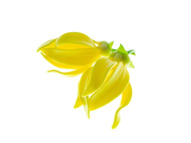 Beyaz arka planda ylang-ylang, ilang-ilang, manorangini, hara-champa veya kantali champa kokuları var..
