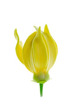 Beyaz arka planda ylang-ylang, ilang-ilang, manorangini, hara-champa veya kantali champa kokuları var..