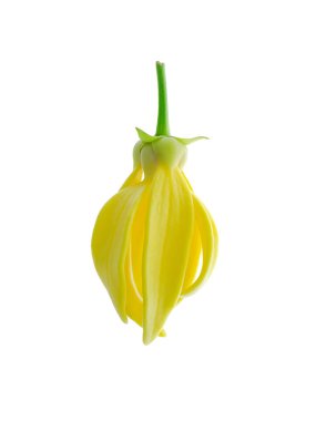 Beyaz arka planda ylang-ylang, ilang-ilang, manorangini, hara-champa veya kantali champa kokuları var..