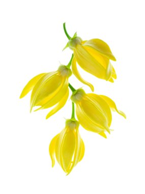 Beyaz arka planda ylang-ylang, ilang-ilang, manorangini, hara-champa veya kantali champa kokuları var..