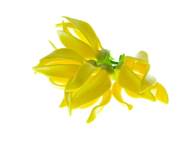 Beyaz arka planda ylang-ylang, ilang-ilang, manorangini, hara-champa veya kantali champa kokuları var..