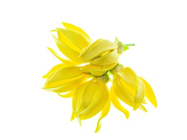 Beyaz arka planda ylang-ylang, ilang-ilang, manorangini, hara-champa veya kantali champa kokuları var..