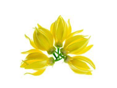 Beyaz arka planda ylang-ylang, ilang-ilang, manorangini, hara-champa veya kantali champa kokuları var..