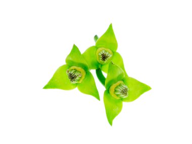 Polen çiçekler üzerinde ylang-ylang, ilang-ilang, manorangini, hara-champa veya kantali champa Tırmanma arka plan beyaz.