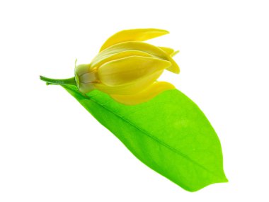 ylang-ylang, ilang-ilang, manorangini, hara-champa veya kantali champa yaprak üzerinde tırmanma kokulu çiçekler arka plan beyaz.