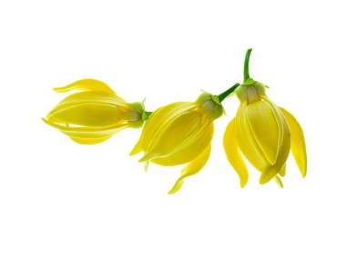 Beyaz arka planda ylang-ylang, ilang-ilang, manorangini, hara-champa veya kantali champa kokuları var..