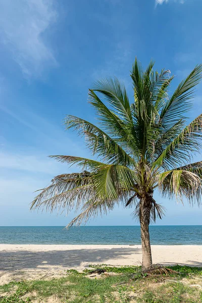 Kokosnöt Träd Stranden Med Sky — Stockfoto