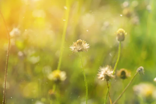 Trawa Kwiat Promieni Słonecznych Unoszący Się Pył Sezonie Letnim — Zdjęcie stockowe