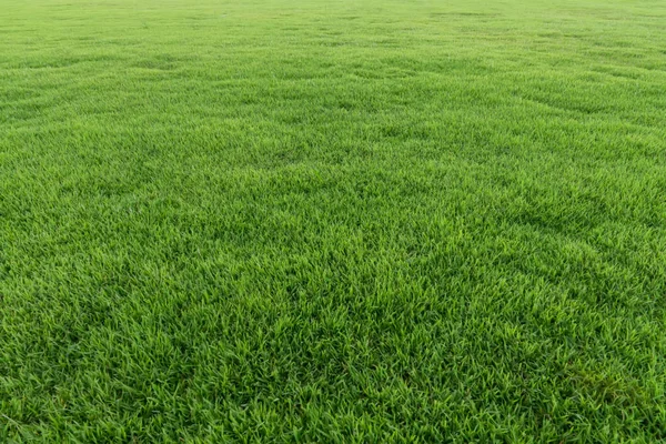 Gros Plan Herbe Fraîche Stade — Photo