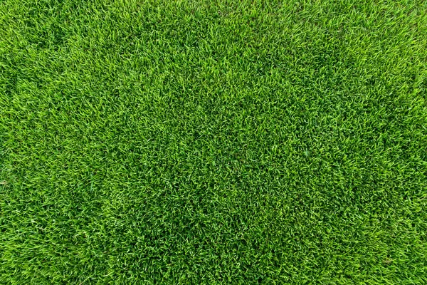 Close Fresh Grass Stadium — Stock Photo, Image