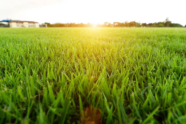 Primer Plano Hierba Fresca Del Estadio Con Luz Solar —  Fotos de Stock