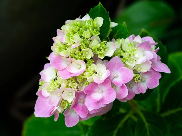 Nahaufnahme Rosa Hortensienblüte — Stockfoto