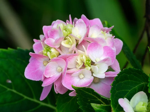 Tutup Bunga Hydrangea Merah Muda — Stok Foto