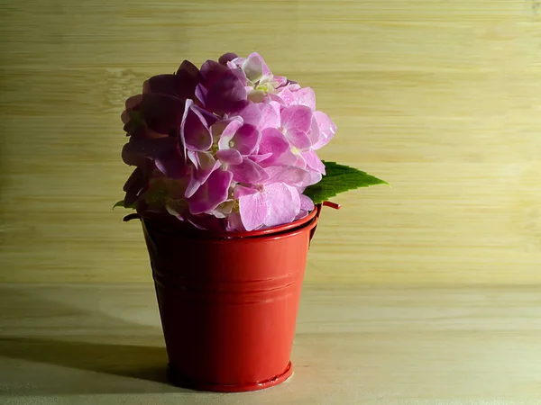 Nahaufnahme Rosa Hortensienblüte Rotem Eimer Mit Schatten Und Kopierraum Auf — Stockfoto