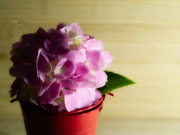 Close Soft Pink Hydrangea Flower Red Bucket Light Shadow Wooden — Stock Photo, Image