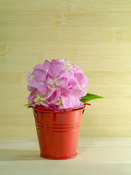 Fechar Rosa Hydrangea Flor Balde Vermelho Com Fundo Madeira — Fotografia de Stock