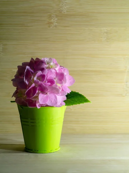 Feche Flor Hortênsia Rosa Balde Verde Com Espaço Cópia Fundo — Fotografia de Stock