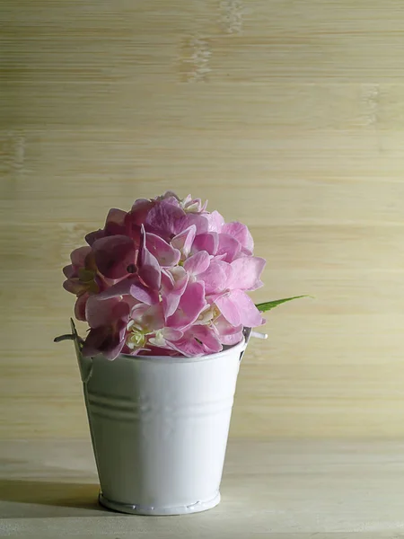 把粉红色的绣球花放在白色的桶里 在木质背景上复制空间 — 图库照片