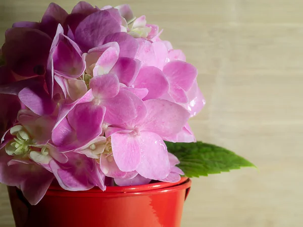 Close Pink Hydrangea Flower Red Bucket Wooden Background — Stock Photo, Image