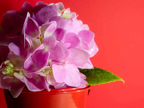 Εσωτερικη Ροζ Λουλούδι Ορτανσία Κόκκινο Κουβά Φόντο Κόκκινο Τοίχο — Φωτογραφία Αρχείου