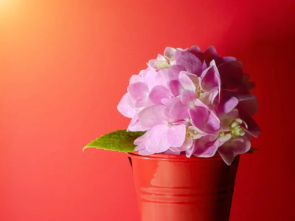 Close Van Roze Hortensia Bloem Rode Emmer Rode Muur Achtergrond — Stockfoto