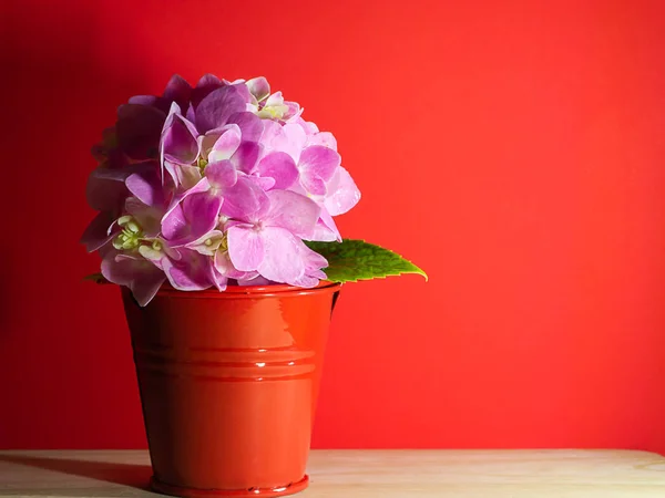 Close Van Roze Hortensia Bloem Rode Emmer Hout Met Rode — Stockfoto