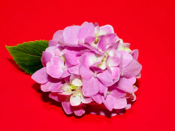 Fechar Rosa Hydrangea Flor Fundo Vermelho — Fotografia de Stock