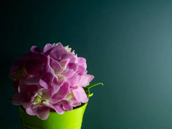 Pembe Ortanca Çiçek Koyu Yeşil Arka Plana Sahip Yeşil Kova — Stok fotoğraf
