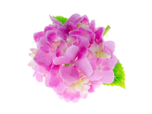 Close Van Roze Hortensia Bloem Witte Achtergrond — Stockfoto