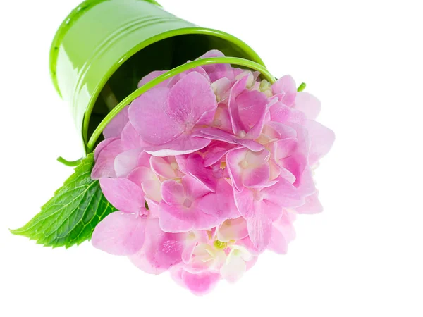 Nahaufnahme Rosa Hortensienblüte Grünem Eimer Auf Weißem Hintergrund — Stockfoto