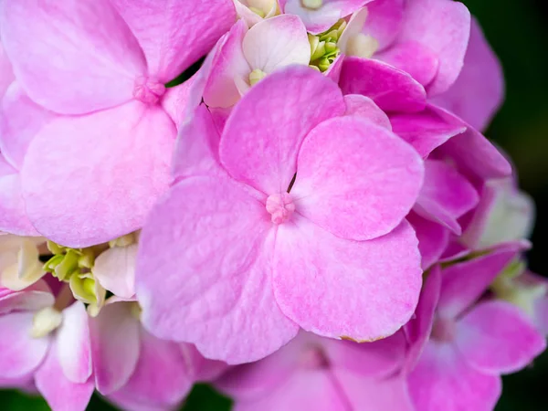 Hortensienblüte Aus Nächster Nähe — Stockfoto